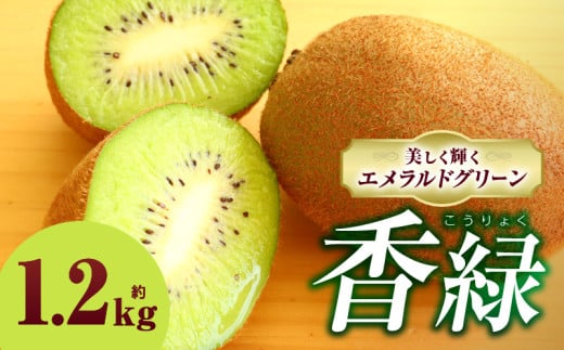 キウイフルーツ(香緑) 1.2kg | キウイ フルーツ 果物 旬 旬の果物 キウイフルーツ デザート 生鮮食品 贈り物 贈答 お裾分け おすすめ 人気 ギフト グルメ 特産品 果肉 季節 季節の果物 香川県