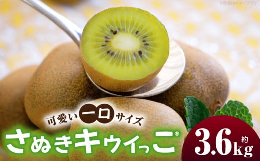 キウイフルーツ(さぬきキウイっこR) 1.8kg×2箱 | キウイ フルーツ 果物 旬 旬の果物 キウイフルーツ デザート 生鮮食品 贈り物 贈答 お裾分け おすすめ 人気 ギフト グルメ 特産品 果肉 季節