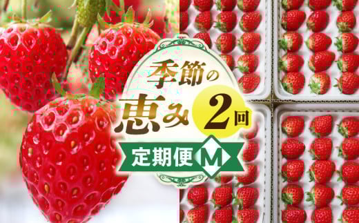 季節の恵み2回定期便M | 果物 フルーツ 青果 青果物 デザート スイーツ 果実 旬 季節 旬の果物 季節の果物 生鮮食品 生鮮 贈答 贈り物 ギフト プレゼント おすそ分け お祝い 内祝い ご褒美 人