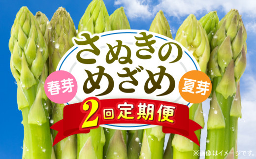 さぬきのめざめ定期便 | 野菜 定期便 アスパラ アスパラガス さぬきのめざめ 料理 柔らかい 濃い 春 夏 シャキシャキ 食感 冷蔵 新鮮 セミロング おすすめ 旬の野菜 季節の野菜 贈答 贈り物