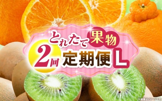 Ƃꂽĉʕ 2L ʕ t[c ʕ t[c փLEC fR|Z {̉ʕ  lC   蕨 ʕ x 쌧 _mk165-t062쌧Oؒ20000ʕ