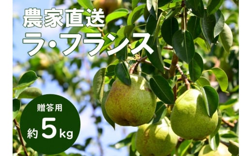 KL02-25A  洋梨 ラ・フランス 約5kg(12〜18玉) 贈答 / 10月中旬頃〜発送予定 // 長野県 南信州 松川町産 ギフト 洋梨 洋ナシ 洋なし ラフランス 農家直送 農家支援 贈答 果物 西洋梨 フルーツ長野