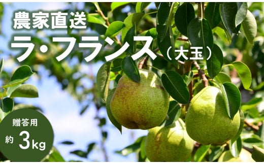 KL05-25A 洋梨 ラ・フランス【大玉】 約3kg(5〜8玉) 贈答/10月中旬頃 発送 // 長野県 南信州 松川町 ギフト 洋梨 洋ナシ 洋なし ラフランス 農家直送 農家支援 贈答 大玉 果物 西洋梨 フルーツ