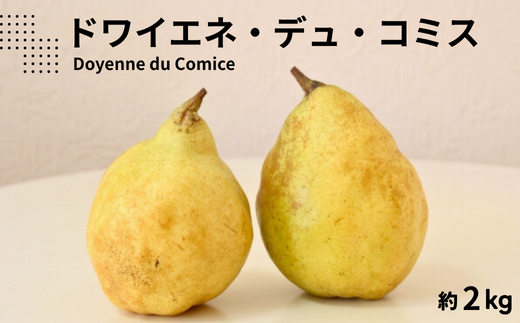 KL10-25A 洋梨 ドワイエネ・デュ・コミス 約2kg(4〜7玉) 贈答 / 10月中旬頃〜配送予定 // 長野県 南信州 洋梨 洋ナシ 洋なし コミス 贈答 ギフト 希少 幻 果物 フルーツ長野県松川町12000果物・