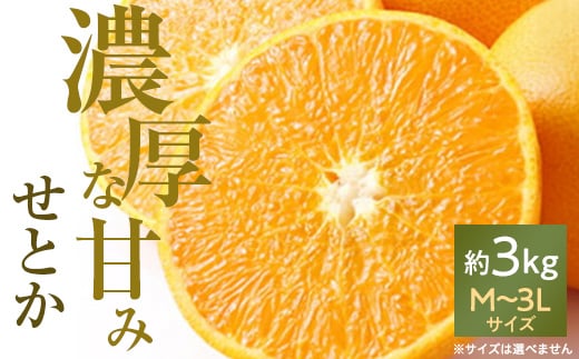 愛媛の高級柑橘の代名詞!「せとか」約3kg入(化粧箱入)<F28-8>_ みかん 蜜柑 ミカン かんきつ 国産 高級 フルーツ 果物 くだもの  箱 愛媛みかん せとかみかん 【1046131】愛媛県八幡浜市25000果