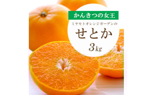 <2026年2月以降発送>とろける濃厚柑橘 せとか 3kg 愛媛県八幡浜産<E25-9>【1268365】愛媛県八幡浜市20000果物・フルーツみかん・柑橘類
