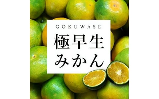 まもなく収穫! 極早生みかん 5kg<C31-15>_ みかん ミカン 柑橘 フルーツ 果物 くだもの 青果 極早生 産地直送 産直 農家直送 5kg 【1042517】愛媛県八幡浜市10000果物・フルーツみかん・柑橘類
