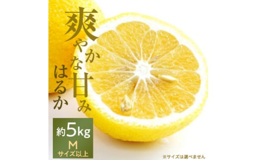 口いっぱいに広がる爽やかな甘み!「はるか」約5kg入<C28-20>【1046133】愛媛県八幡浜市11000果物・フルーツみかん・柑橘類