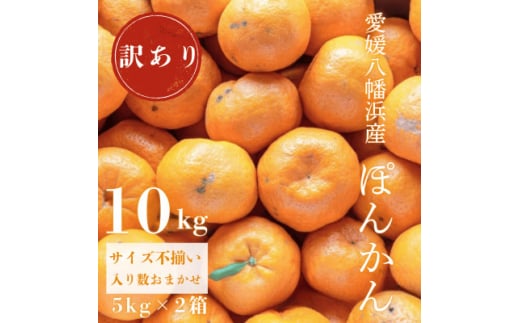 <南国を感じさせる独特の香り>訳あり 愛媛ポンカン 10kg<C20-13>【1094582】愛媛県八幡浜市19000果物・フルーツみかん・柑橘類