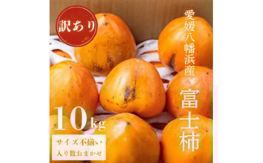 《八幡浜特産 国内最大級の 柿》 富士柿 10kg 種無し<訳あり><F20-22>【1094601】愛媛県八幡浜市25000果物・フルーツその他 果物・フルーツ