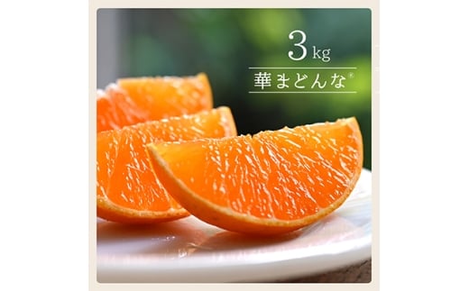 コウ果樹園「華まどんな」3kg<D33-22>_みかん ミカン 柑橘 マドンナ まどんな 果物 くだもの フルーツ 甘い 希少 ぷるぷる 果樹園 愛媛 ゼリーみたい デザート 愛媛みかん 密柑 美味 人気 お