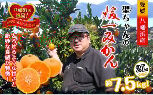 聖ちゃんの「媛一みかん」2Lサイズ  約7.5kg<C39-14>【1491362】愛媛県八幡浜市12000果物・フルーツみかん・柑橘類