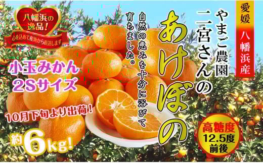 濃厚!やまご農園の「あけぼの小玉」約6kg<C39-21>_ みかん ミカン 柑橘 温州 果物 くだもの フルーツ 旬 愛媛 コク 甘み 国産 産直 産地直送 小玉 旬 濃厚 冷蔵 高糖度 極早生 【1148837】愛媛県
