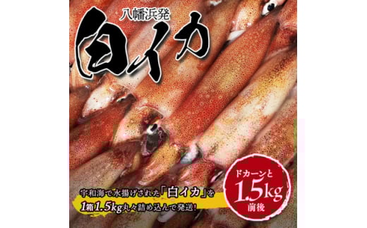 <冷凍便>八幡浜発!「白イカ(剣先イカ)」ドカーンと1.5kg!<D22-217>【1043152】愛媛県八幡浜市19000魚介・海産物イカ・タコ・ウニ