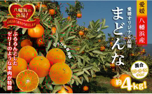 2025年11月発送開始 ぷるぷる新食感「マドンナ」約4kg <D39-31>_みかん ミカン マドンナ 紅まどんな同品種 柑橘 柑橘類 フルーツ 果物 くだもの 人気 美味しい 愛媛県 八幡浜 ふるさと【1149