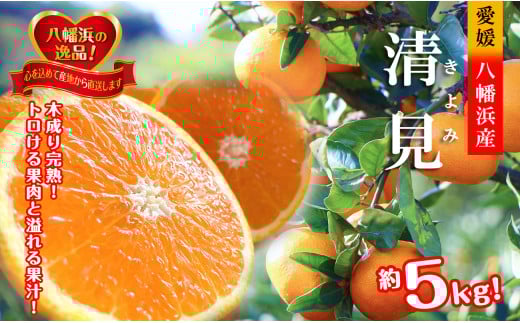 2026年3月出荷開始 完熟・果汁たっぷり!!「きよみ」約5kg <D39-34>【1262235】愛媛県八幡浜市15000果物・フルーツみかん・柑橘類