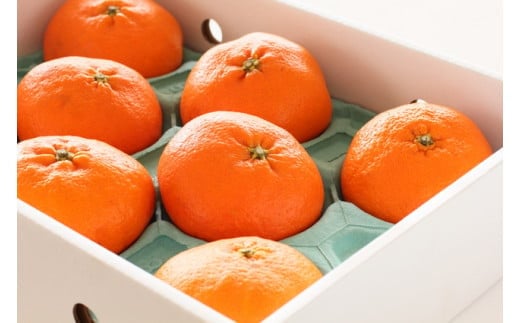 k̋S锪lYEÕ(2.7kg`3.0kg)[p]E56-22_ ~J ݂ Õ ؂ W[V[ 퉷 t[c ʕ  lC k 񂫂 Q { Yn Y Gߌ