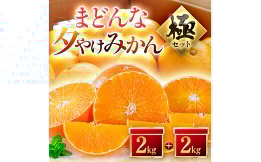 <夕やけブランド>ぷるぷる食感<まどんな>+<夕やけみかん>各2kgセット<E49-23>【1416636】愛媛県八幡浜市20000果物・フルーツみかん・柑橘類