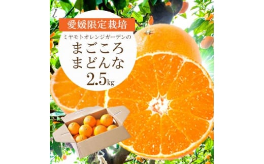 <2025年11月より順次発送>紅まどんなと同品種 愛媛果試28号 2.5kg<D25-128>_ まどんな マドンナ 柑橘類 柑橘 みかん ミカン オレンジ フルーツ 果物 くだもの 人気 美味しい 希少【1166249】愛