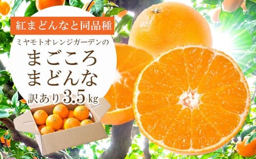 <2025年発送>紅まどんなと同品種!愛媛果試28号 3.5kg<訳あり><D25-133>_みかん ミカン マドンナ 紅まどんな同品種 柑橘 柑橘類 フルーツ 果物 くだもの 人気 美味しい 愛媛県 八幡浜 ふる