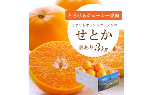 <2026年2月以降発送>とろける濃厚柑橘 せとか3kg 愛媛県八幡浜産<訳あり><E25-134>【1128816】愛媛県八幡浜市20000果物・フルーツみかん・柑橘類