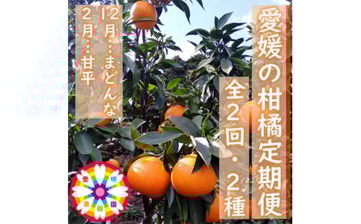 <発送月固定定期便>愛咲果樹園「愛媛の柑橘定期便」(12月と2月)全2回<D71-17>【4002837】愛媛県八幡浜市19000果物・フルーツみかん・柑橘類