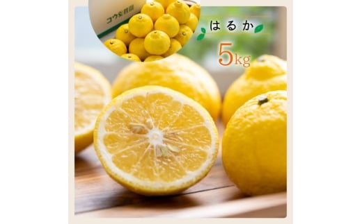 REʎ̑p͂邩5kgC33-33_ ͂邩 ݂ ~J k t[c ʕ  n Y Yn Â W[V[ x Q  y1441188zQls10000ʕEt