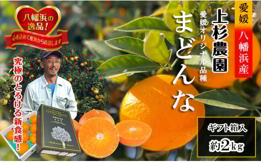 ギフト対応化粧箱入・上杉農園のぷるぷる新食感!「マドンナ」約2kg<C39-50>【1450439】愛媛県八幡浜市14000果物・フルーツみかん・柑橘類