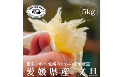 創業百八年 愛媛みかんの老舗<文旦5kg>家庭用<新口農園><D70-31>【1470650】愛媛県八幡浜市15000果物・フルーツみかん・柑橘類