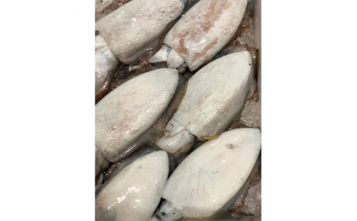 F22-284.八幡浜発!竹中水産の「墨イカ(甲いか又はモンゴ)」2kg!お刺身用【冷蔵便】愛媛県八幡浜市25000魚介・海産物イカ・タコ・ウニ