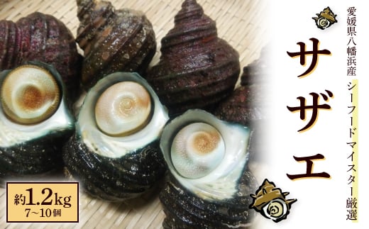 シーフードマイスター厳選 活きサザエ 約1.2kg<C26-9>【1044330】愛媛県八幡浜市13000魚介・海産物貝類