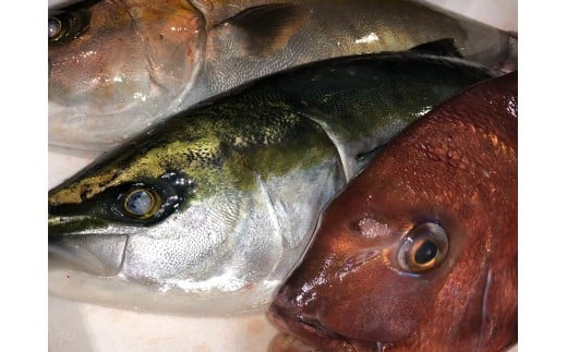 竹中水産の「ハマチ、カンパチ、鯛のいずれかを丸ごと1本お届け!(鯛は2尾)」<H22-231>【1064188】愛媛県八幡浜市50000魚介・海産物鮮魚