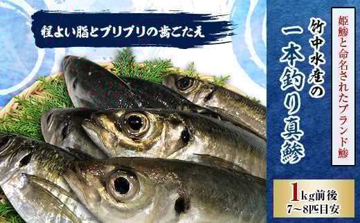 竹中水産の一本釣り真鯵!1キロ前後<C22-238>【1073399】愛媛県八幡浜市13000魚介・海産物鮮魚