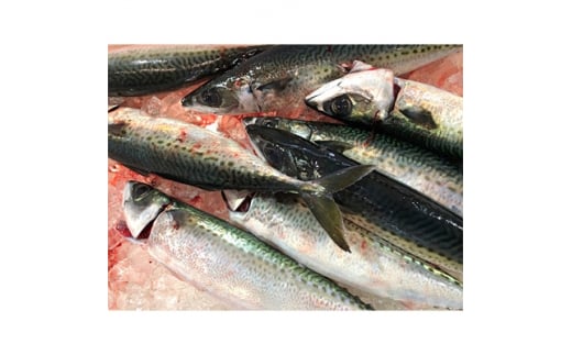 竹中水産の真鯖5キロ!<F22-241>【1073402】愛媛県八幡浜市25000魚介・海産物鮮魚