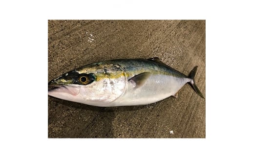 竹中水産の「天然ヤズ」 約2キロ(1〜2本)<D22-258>【1075510】愛媛県八幡浜市19000魚介・海産物鮮魚