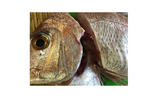 竹中水産の八幡浜発!「天然真鯛〔下処理済)を味わうセット1〜2枚」<D22-276>【1295245】愛媛県八幡浜市19000魚介・海産物鮮魚