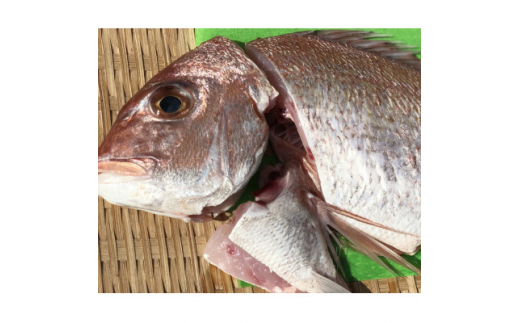 竹中水産の八幡浜発!「天然真鯛(下処理済み)を味わうセット」<C22-275>_ 真鯛 タイ 鯛 たい 天然 魚介 魚介類 海鮮 冷蔵 愛媛 八幡浜 産直 産地直送 国産 おかず おつまみ 鮮魚 簡単調理 【129