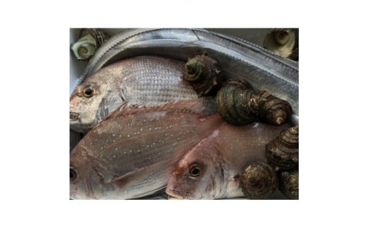 竹中水産の八幡浜発!「朝獲れデイリー鮮魚BOX」1.5kg<C22-277>【1298414】愛媛県八幡浜市13000魚介・海産物鮮魚
