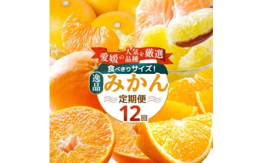 <発送月固定定期便>食べ切り少量サイズ 愛媛の人気品種!柑橘定期便(秀品)全12回<H25-156>【4012890】愛媛県八幡浜市102000果物・フルーツみかん・柑橘類