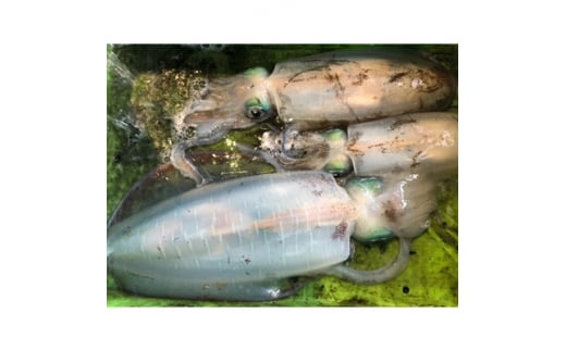 竹中水産のアオリイカ2kg前後!(±100g)<H22-273>【1143921】愛媛県八幡浜市38000魚介・海産物イカ・タコ・ウニ
