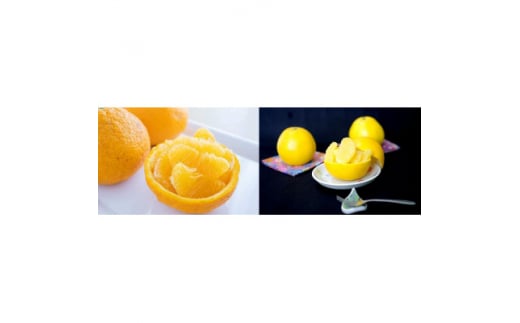 八幡浜産「河内晩柑5kg」「甘夏5kg」初夏の果物食べ比べセット<訳あり><D56-54>【1508604】愛媛県八幡浜市15000果物・フルーツみかん・柑橘類