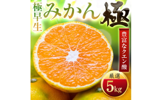 <太陽をたっぷり浴びた>極早生みかん<極>5kg(小玉)<C49-34>【1508897】愛媛県八幡浜市13000果物・フルーツみかん・柑橘類