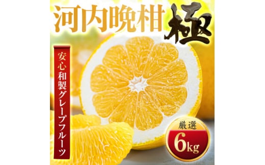 <太陽をたっぷり浴びた>河内晩柑<極>6kg<C49-61>【1509764】愛媛県八幡浜市13000果物・フルーツみかん・柑橘類