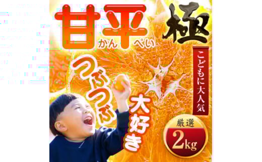 <甘みぎっっしり!>シャキシャキ甘い♪♪<甘平>2kg<D49-63>_みかん ミカン 柑橘 甘平 かんぺい 果物 くだもの フルーツ 甘い 希少 愛媛 デザート 愛媛みかん 密柑 シャキシャキ 高糖度 愛