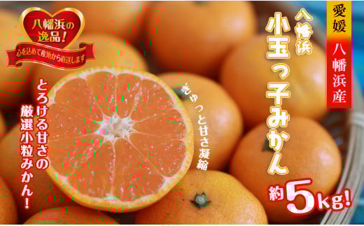 2025年11月発送開始 小粒・濃厚な味わい!!「八幡浜小玉っ子みかん」約5kg<C39-59>【1512462】愛媛県八幡浜市10000果物・フルーツみかん・柑橘類