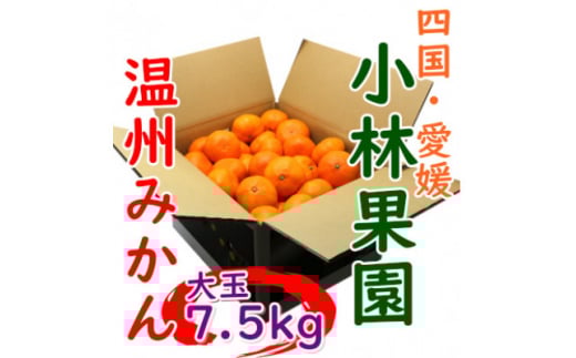 小林果園の温州みかん 約7.5kg 大玉サイズ<C24-33>【1519492】愛媛県八幡浜市10000果物・フルーツみかん・柑橘類