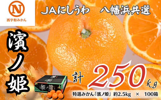 特選みかん「濱ノ姫」計250kg(約2.5kg×100箱)<H08-80>【1510457】愛媛県八幡浜市1000000果物・フルーツみかん・柑橘類
