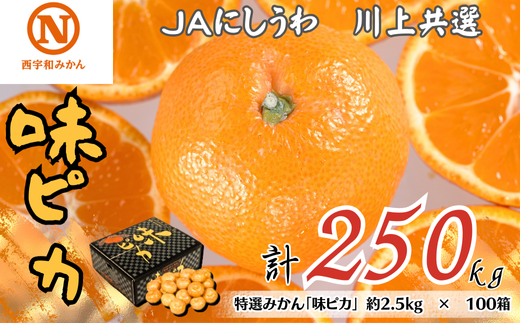 特選みかん「味ピカ」計250kg(約2.5kg×100箱)<H08-84>【1510472】愛媛県八幡浜市1084000果物・フルーツみかん・柑橘類