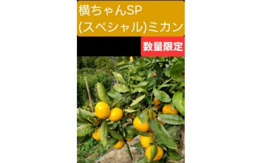 <ご家庭用>横ちゃんSP(スペシャル)みかん 約10kg<C84-2>【1552430】愛媛県八幡浜市14000果物・フルーツみかん・柑橘類