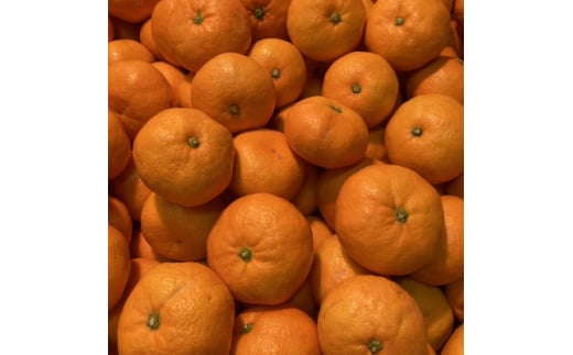 <ご家庭用>横ちゃんちの早生みかん 約10kg<C84-4>【1552433】愛媛県八幡浜市14000果物・フルーツみかん・柑橘類